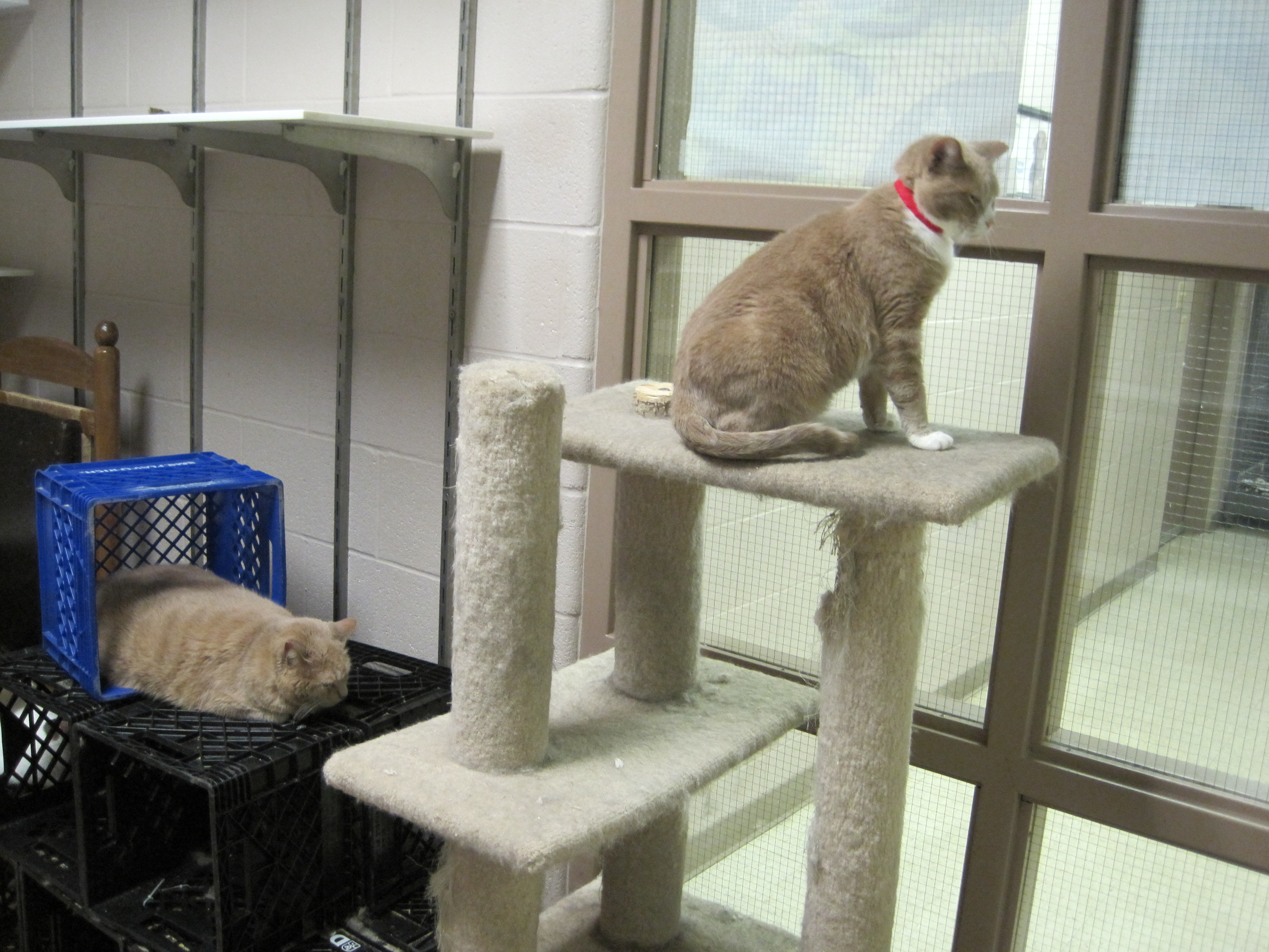 Adoptable Pets - New Albany/Floyd County Animal Shelter
