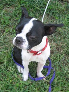 013 Glenda is an 18 month old Boston Terrier that is recovering from a fracture in her right front leg.