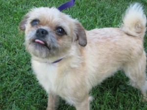 poodle pug mix pin pug poodle mix pictures on poodle pug mix pin pug poodle mix pictures on
