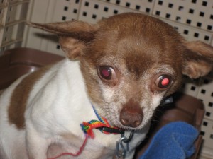 041 Reba is a 5lb, 6 year old puppy mill survivor that needs you to love her and show her the way!