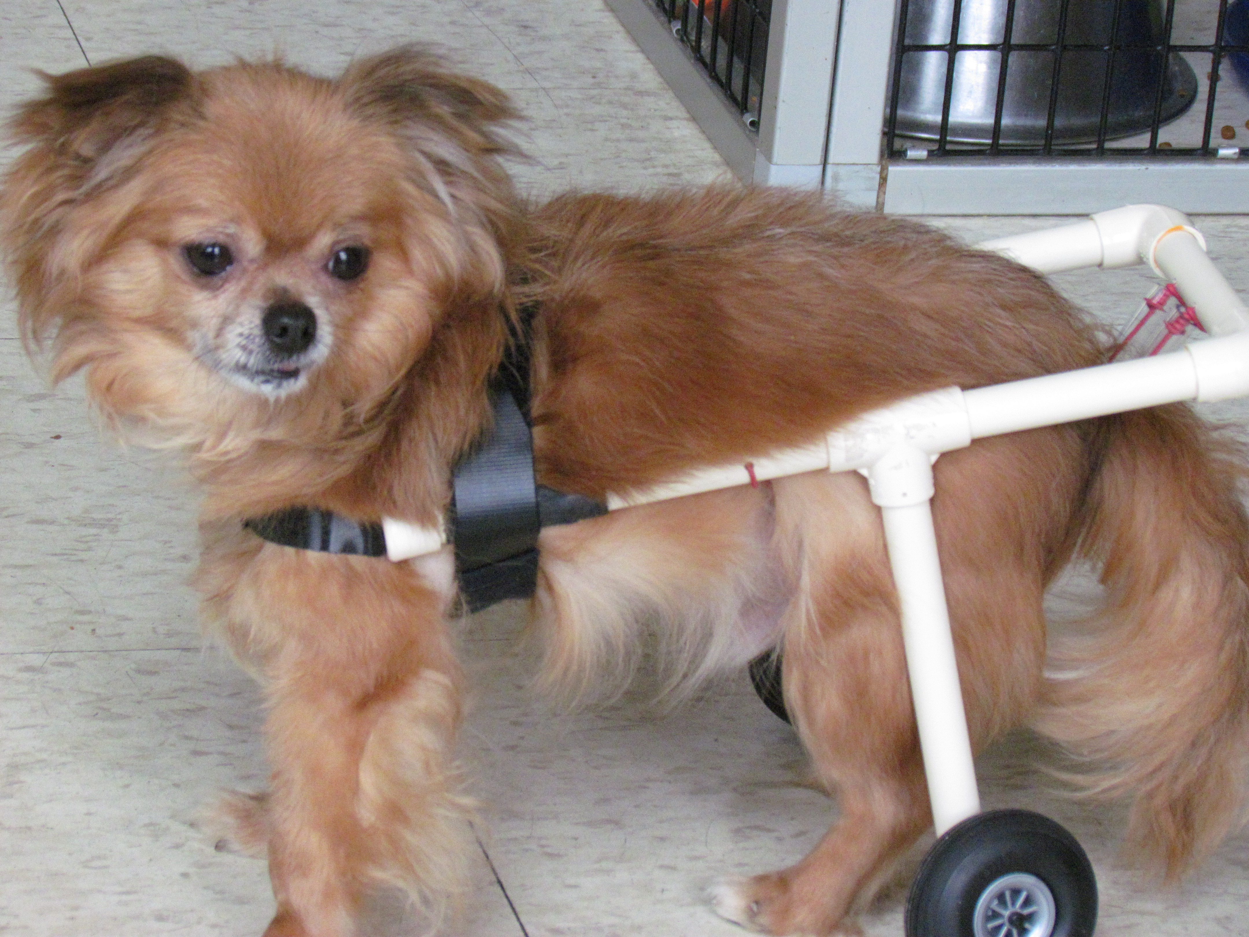 adoptable dogs animal shelter adoptable dogs breeds picture adoptable dogs animal shelter adoptable dogs breeds picture