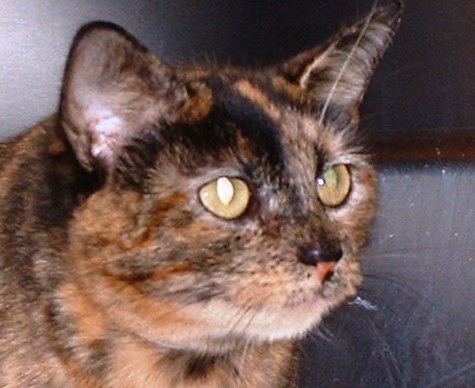Fyi Our 20 Cat Adoptions Are A Steal New Albany Floyd County
