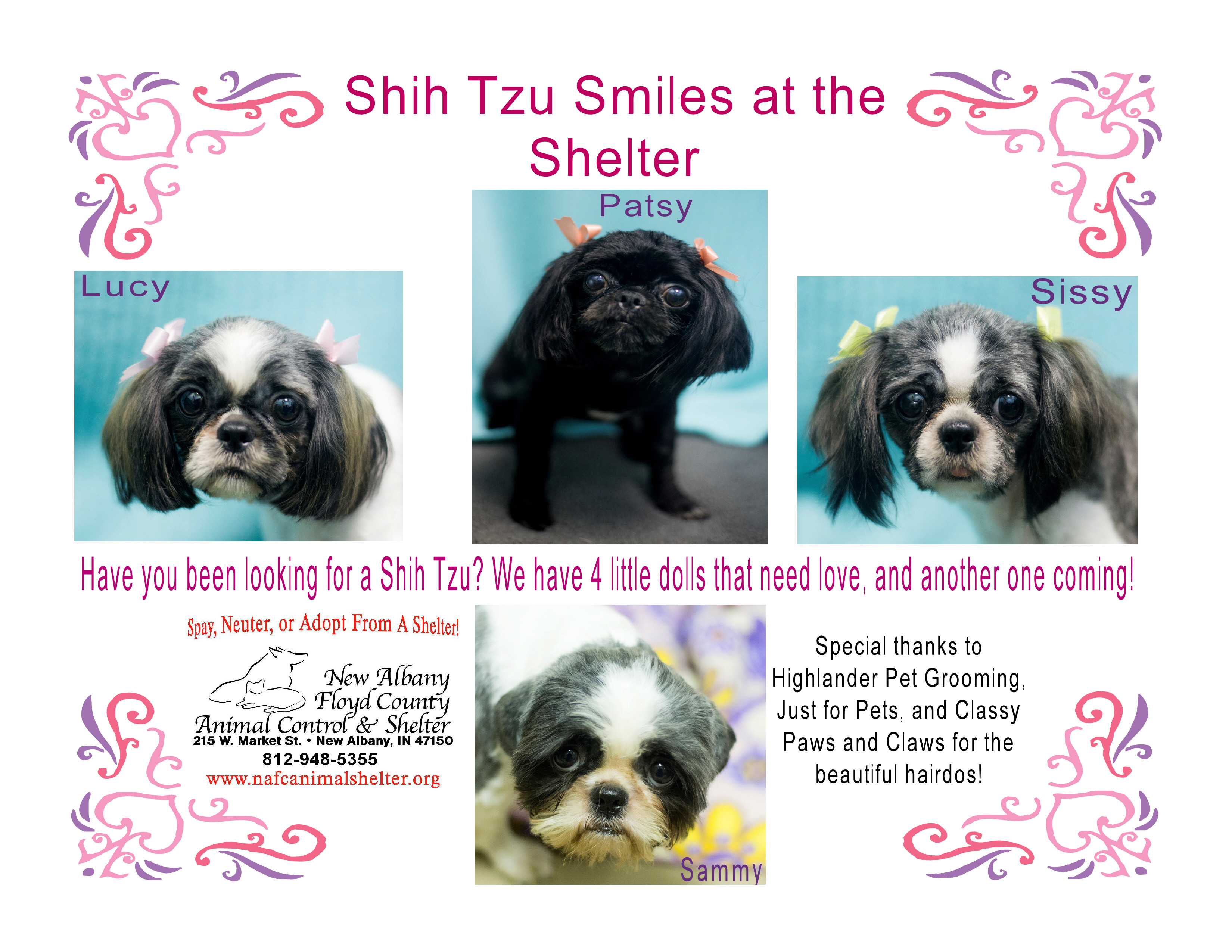 can a shih tzu walk 3 new albany floyd county animal shelter 187 shih tzu smiles can a shih tzu walk 3 new albany floyd county animal shelter 187 shih tzu smiles