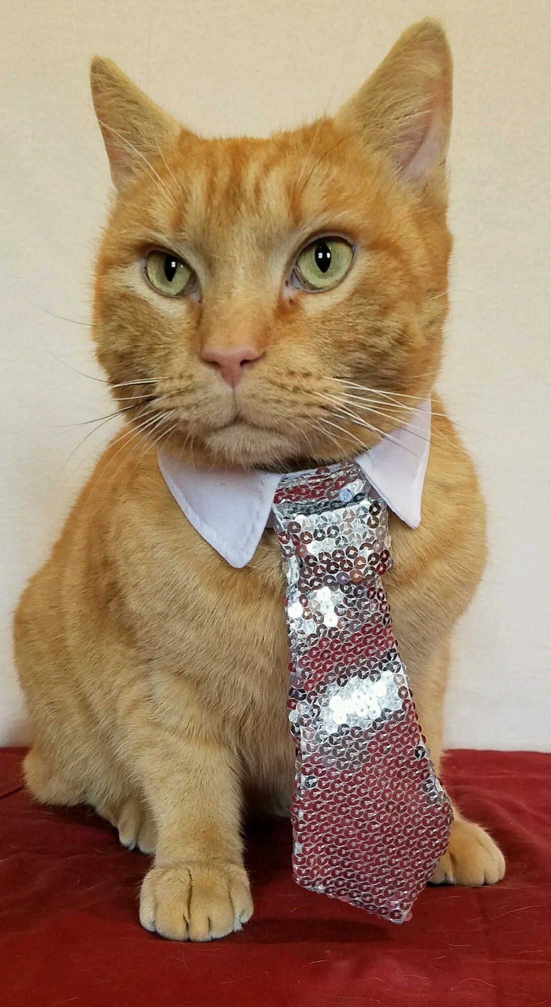 Morris the casino cat