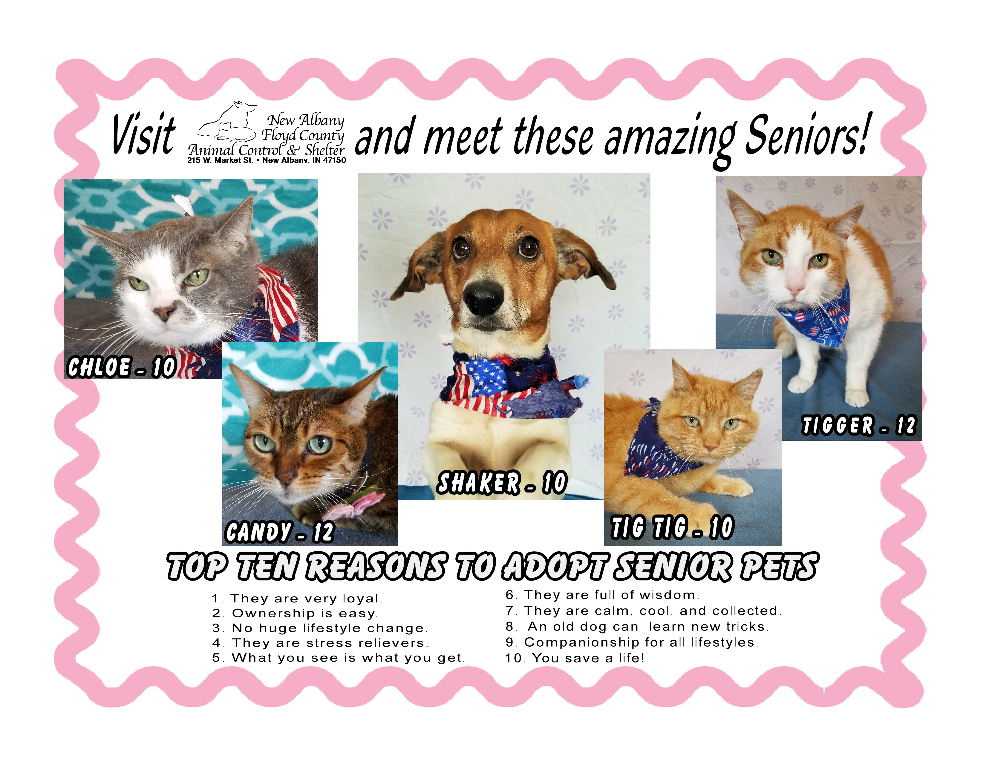 New Albany Floyd County Animal Shelter Senior Senior