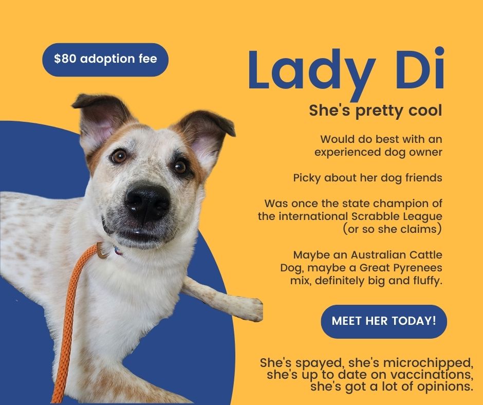 Lady Di, classy and fluffy - New Albany/Floyd County Animal Shelter